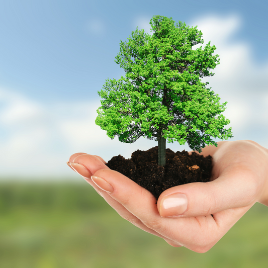 A Tree Planted In Your Name Via Tree Nation